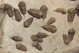 Trilobite (Sokhretia?) Mortality Plate - Erfoud, Morocco #189919-4